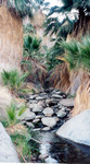 Highlight for Album: Palm Canyon, Anza Borrego